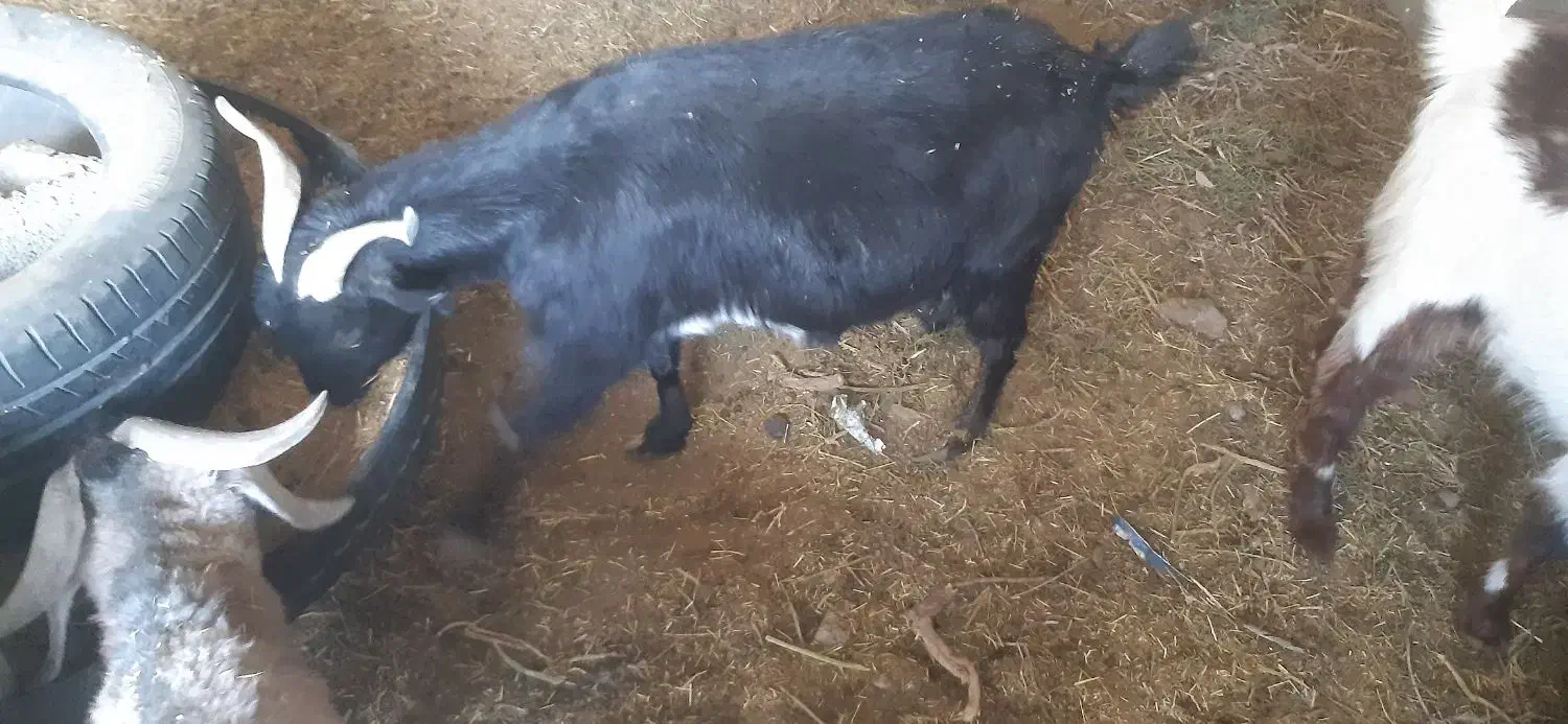 بز ابستن وکهره نر|حیوانات مزرعه|کرمان, |دیوار