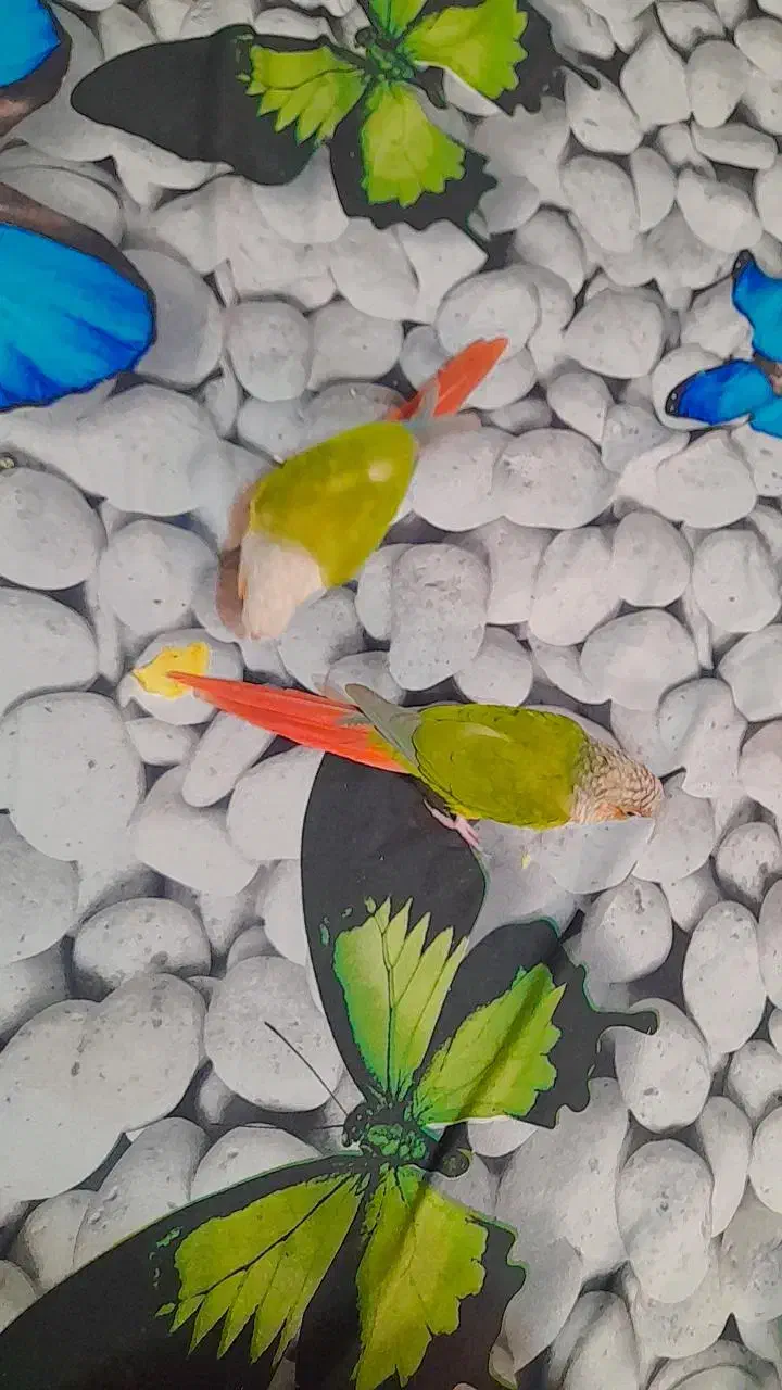 ا تعداد ۵عدد گرینچیک سخنگو و رام آواز خوان  ۱عدد|پرنده|طبس, |دیوار