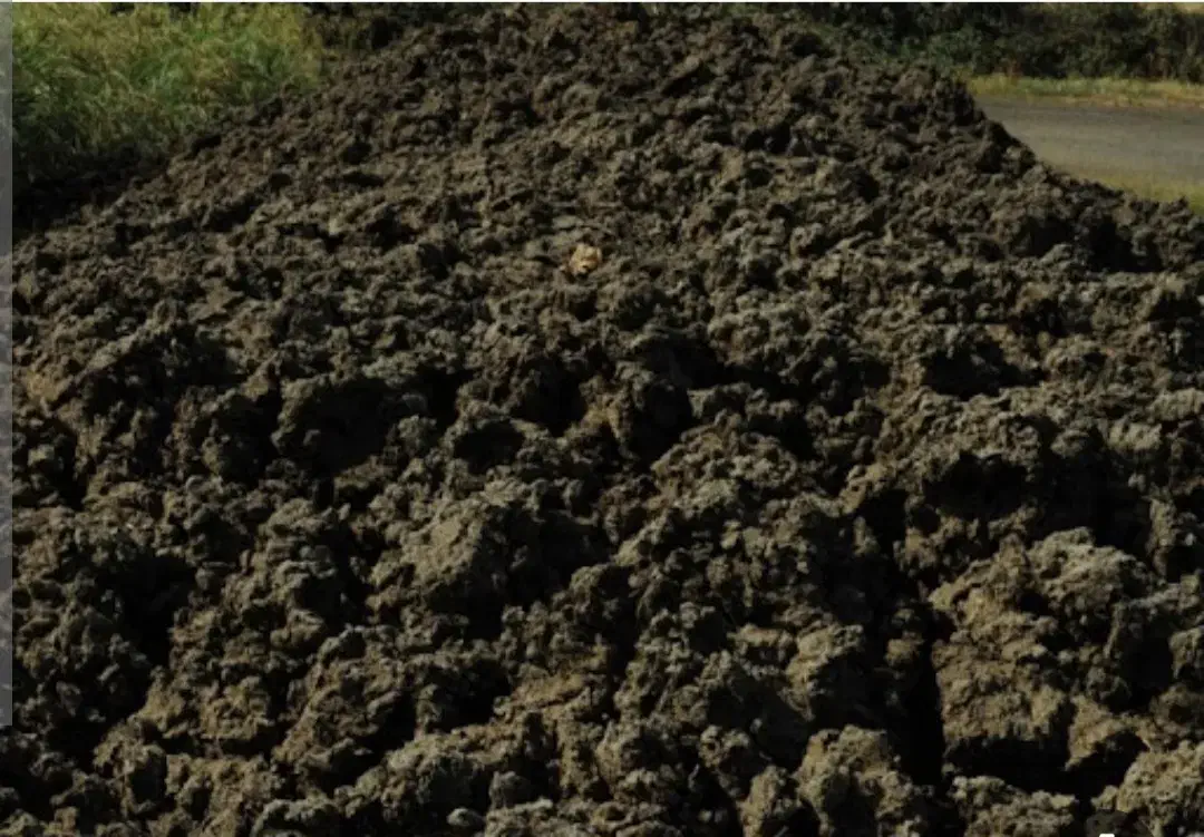 فروش کود گاوی خشک  و رطوبت دار|خدمات باغبانی و درختکاری|زرقان, |دیوار