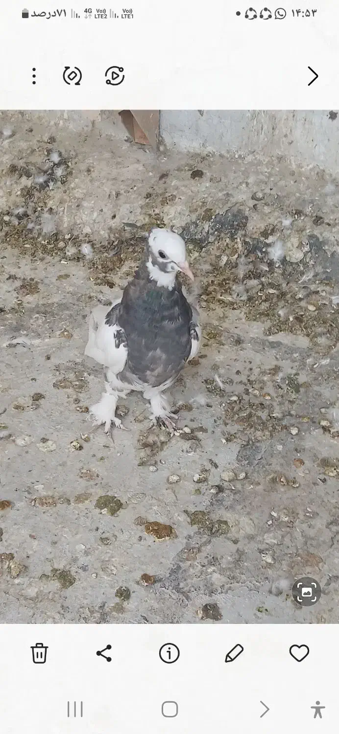 طوقی جوجه|پرنده|شیراز, کفترک|دیوار