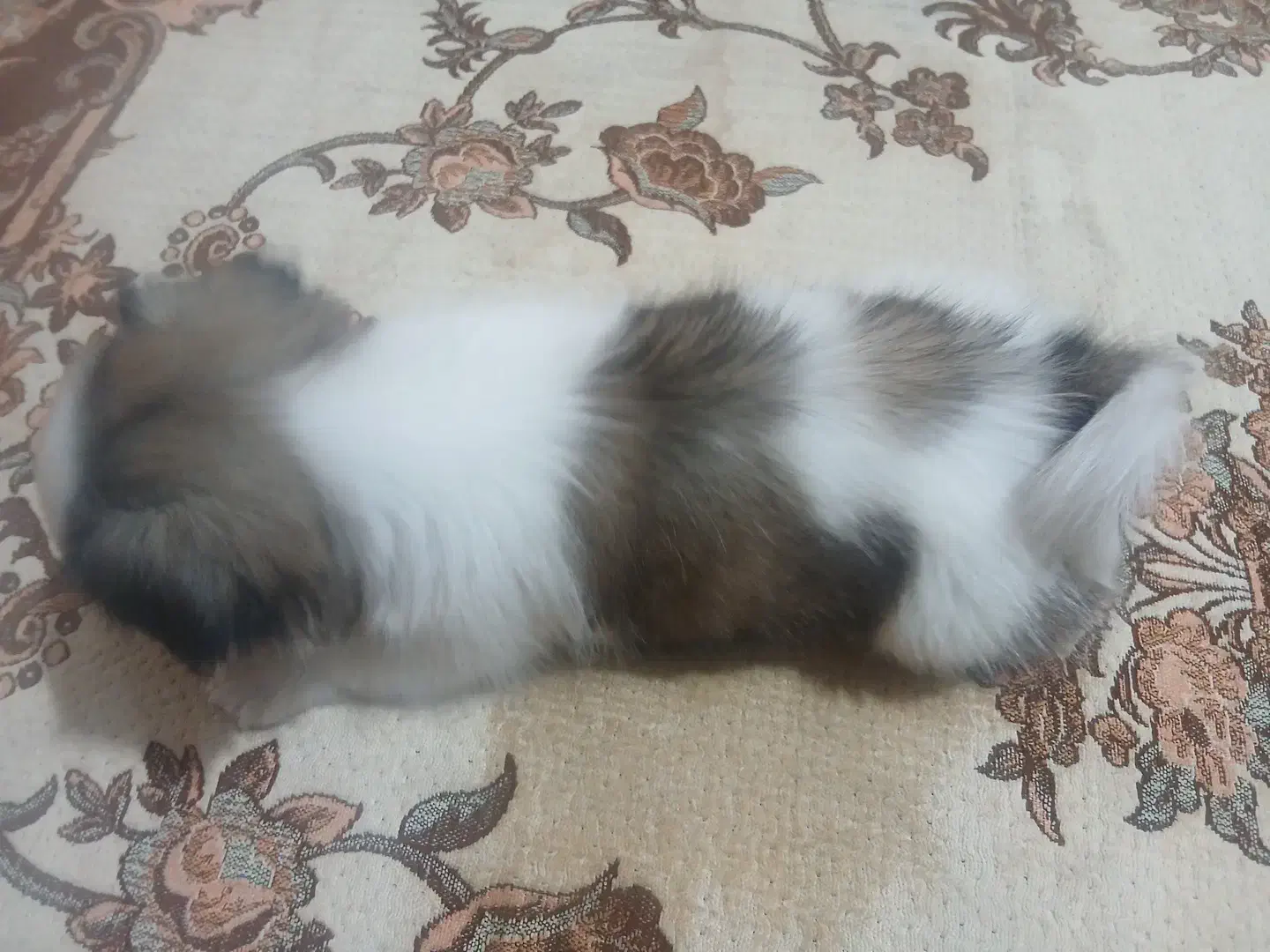 فروش|سگ|ورامین, ورامین|دیوار