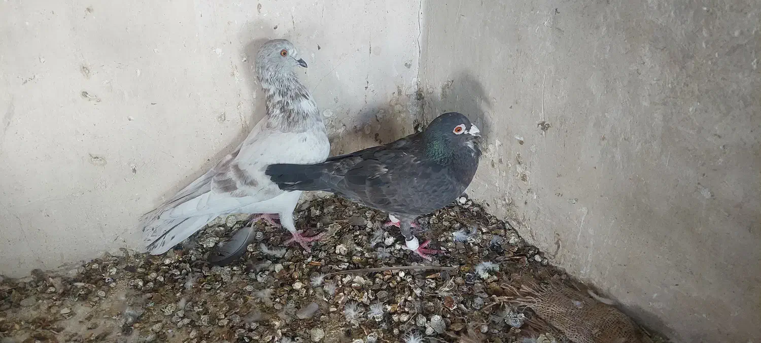 فروش کبوتر|پرنده|لار, |دیوار