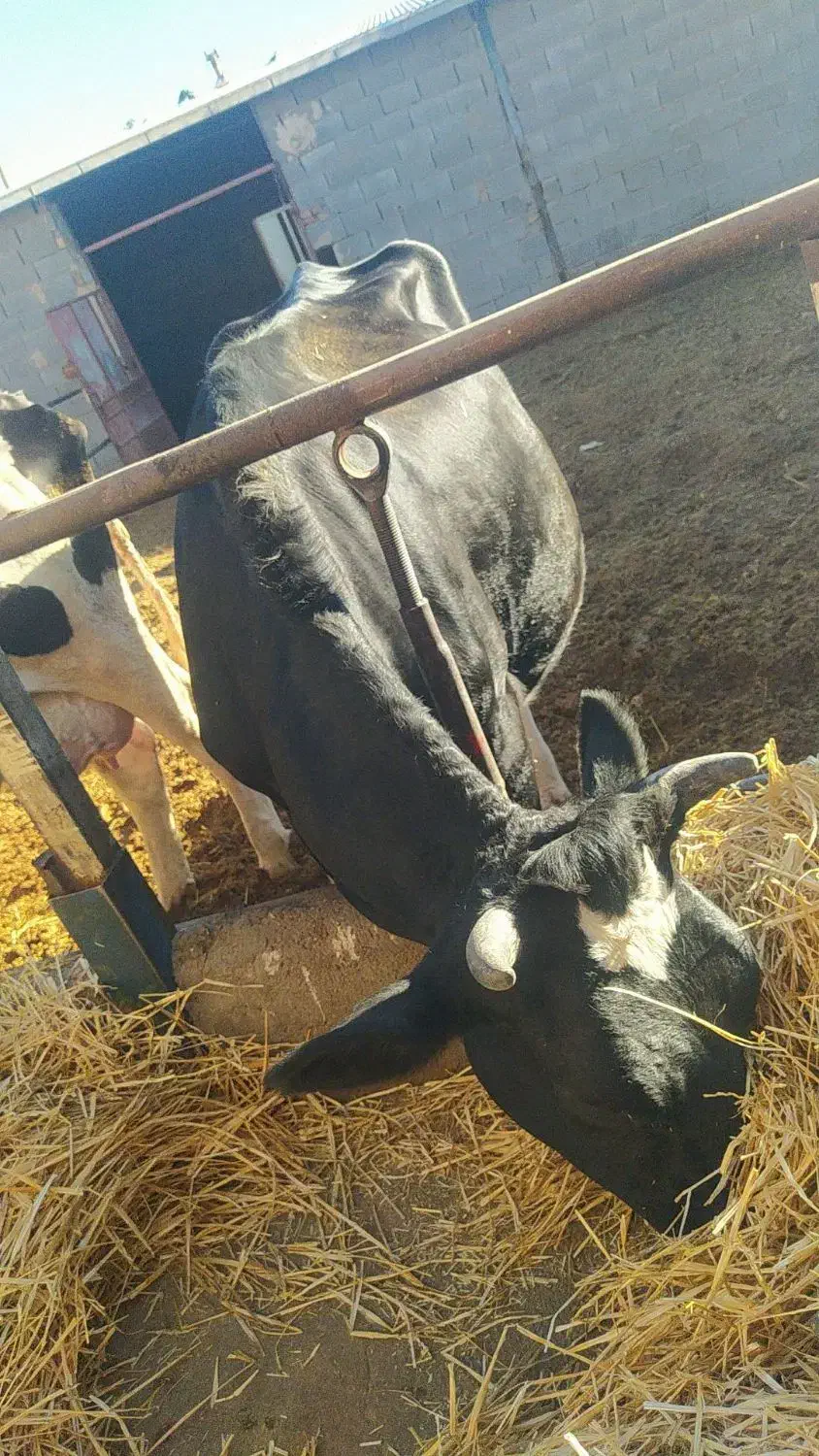 گاو شیری|حیوانات مزرعه|سرولایت, |دیوار