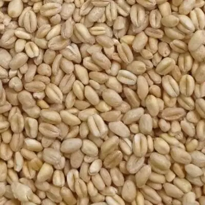 گندم|گل و گیاه طبیعی|رامهرمز, |دیوار