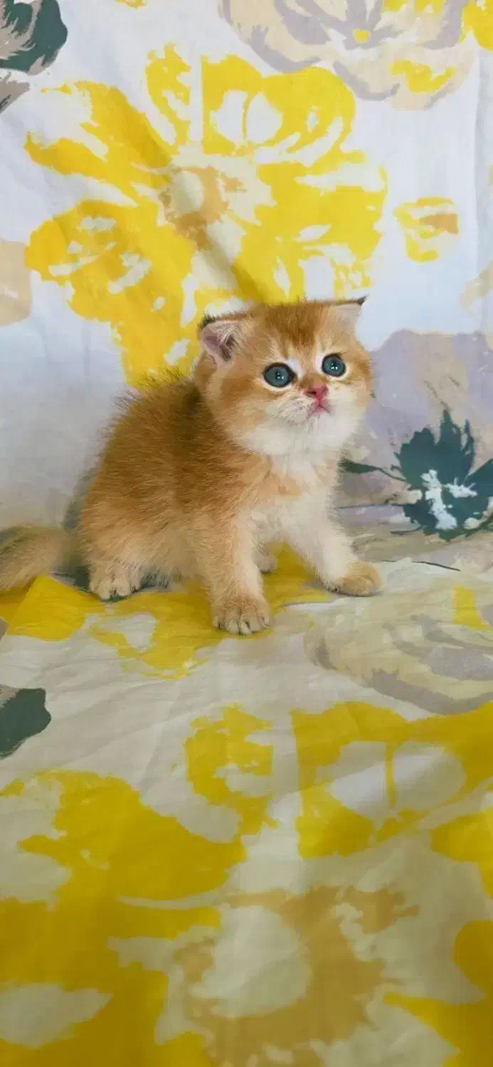 گربه اسکاتیش|گربه|سردشت, |دیوار