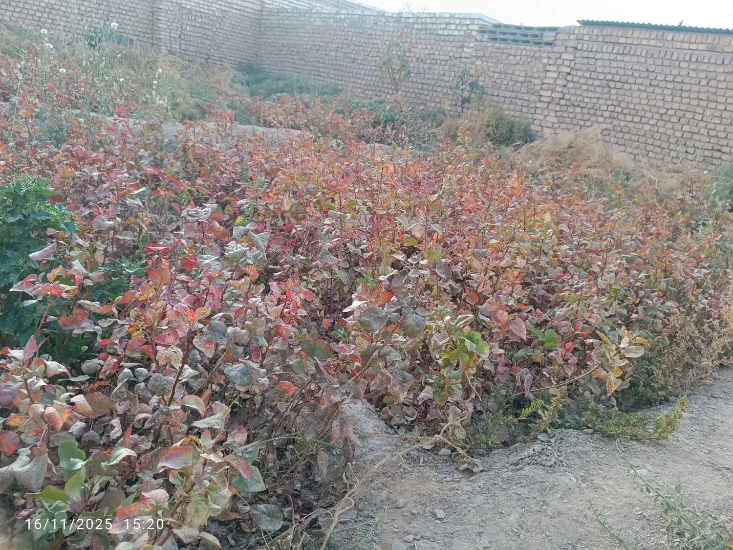 نهال پسته|خدمات باغبانی و درختکاری|شهرآباد, |دیوار