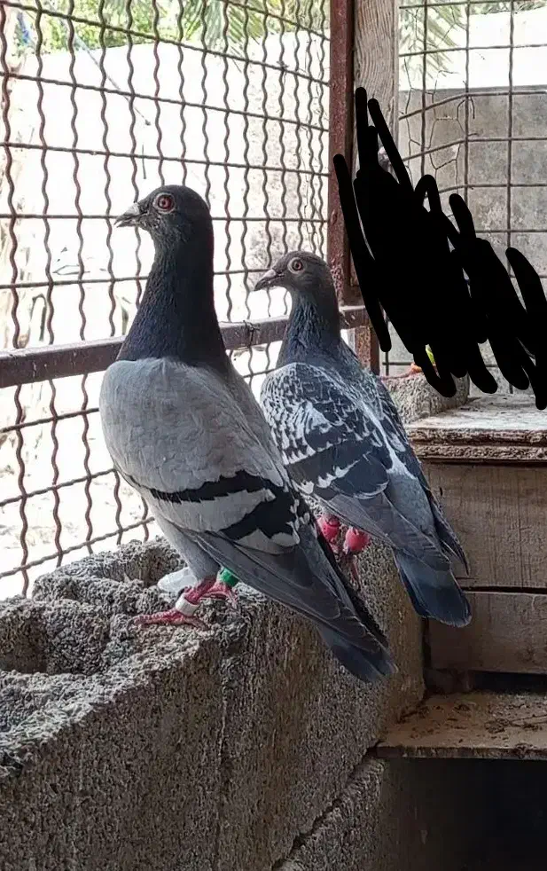 سه جفت نرماده پلاکی|پرنده|بوشهر, |دیوار