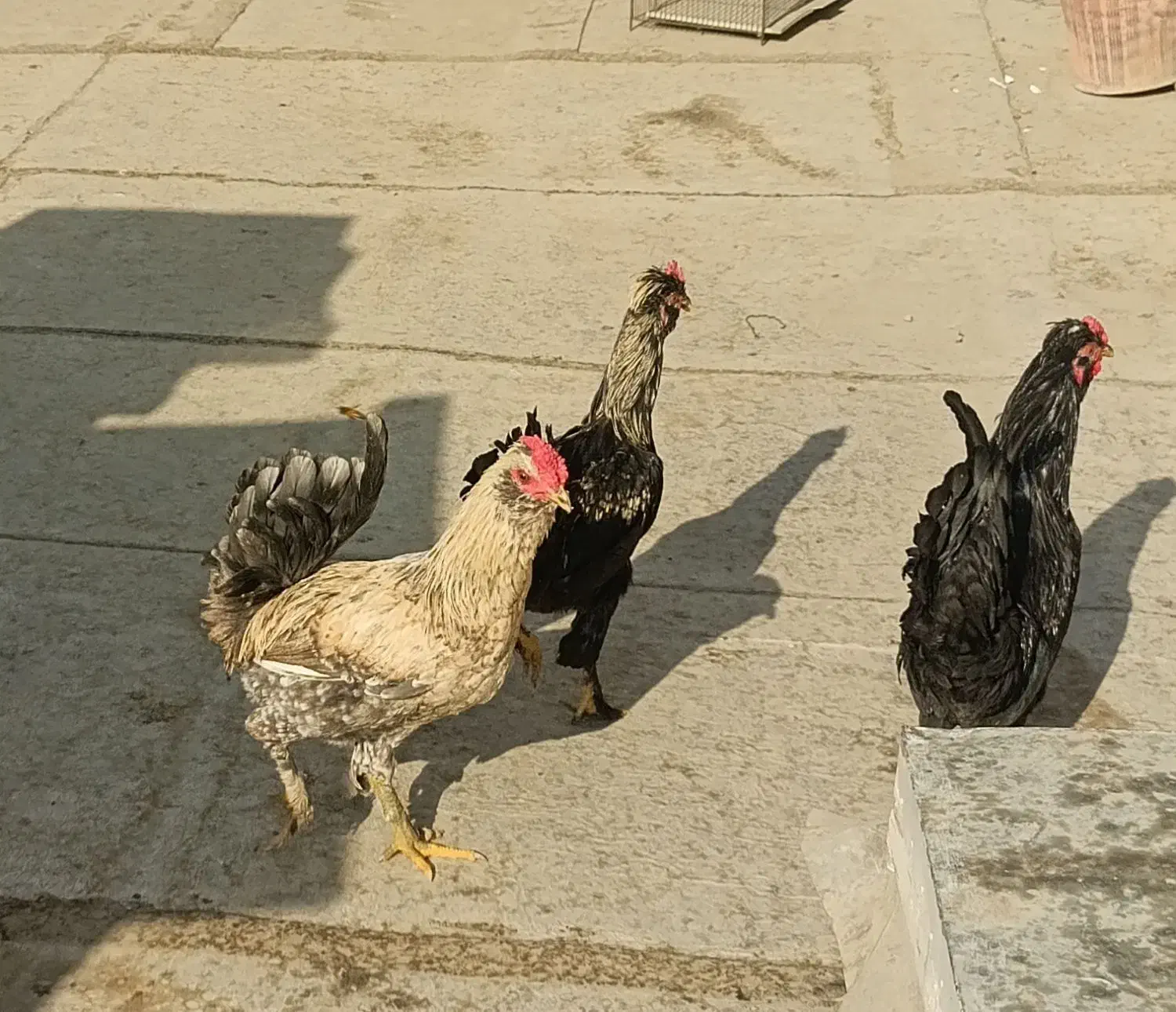 خروس گلین|حیوانات مزرعه|ری, ولی آباد|دیوار