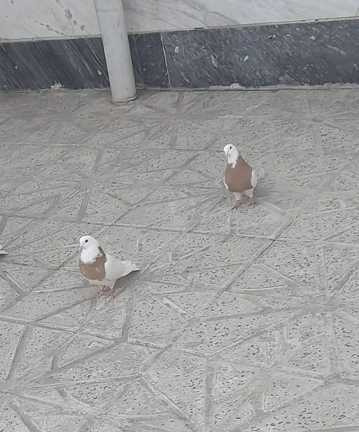 کلفه اویناق|پرنده|اردبیل, |دیوار