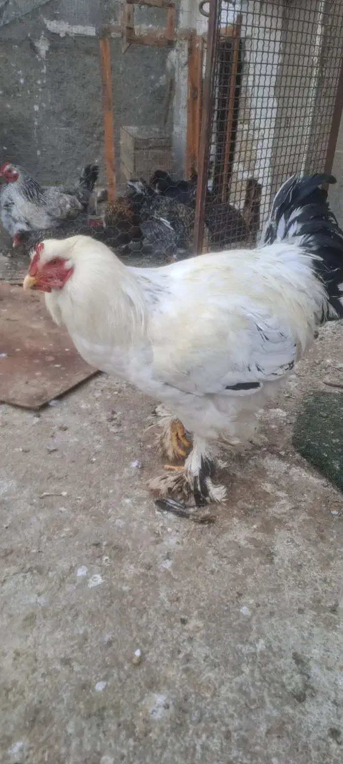 خروس برهما ۱۰ ماه|حیوانات مزرعه|فردیس, شهرک شهید حسینی|دیوار