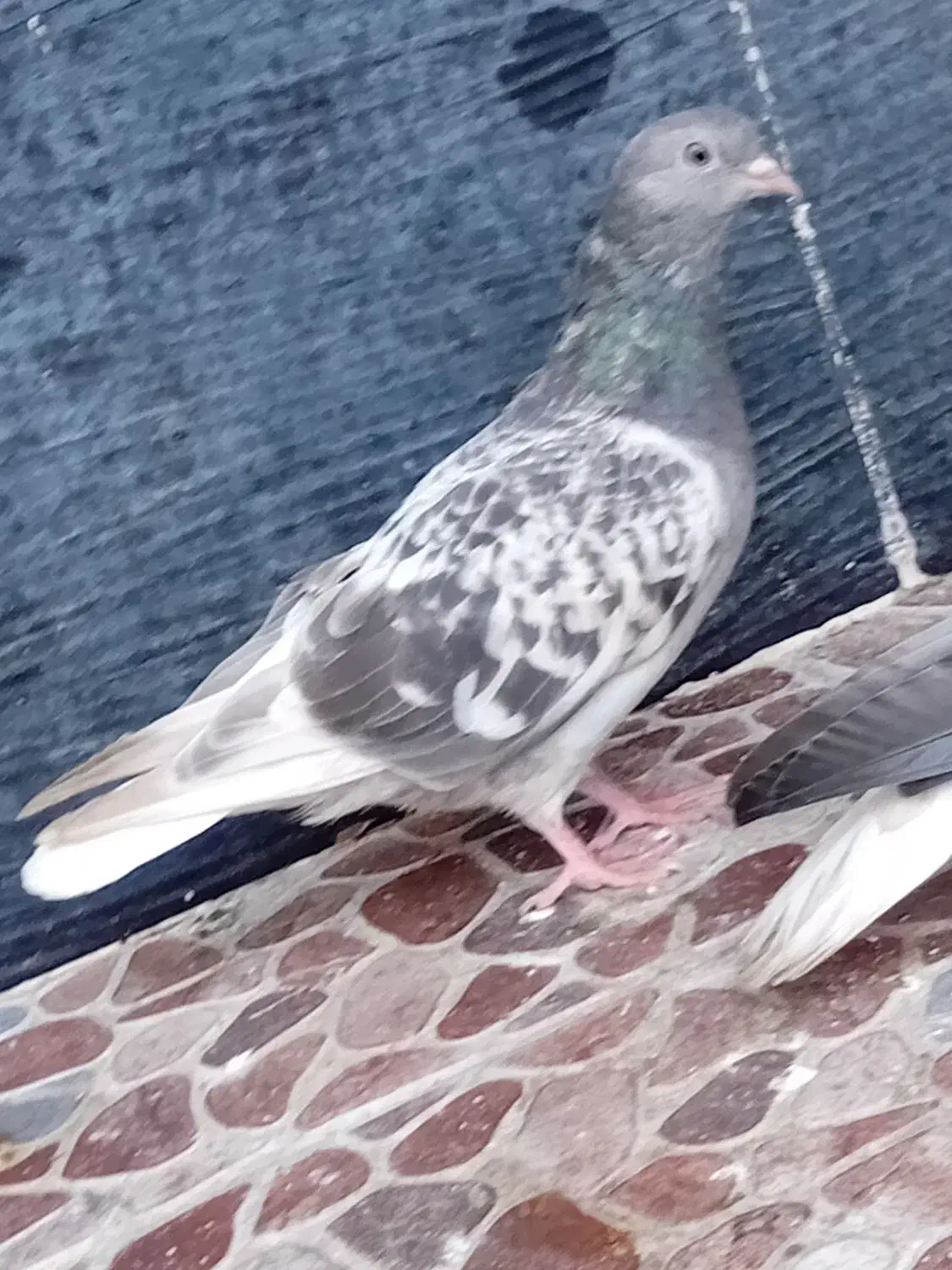 اشعل و زاغ|پرنده|خرمشهر, |دیوار