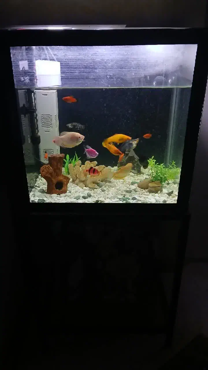 آکواریوم|ماهی|سبزوار, توحیدشهر|دیوار