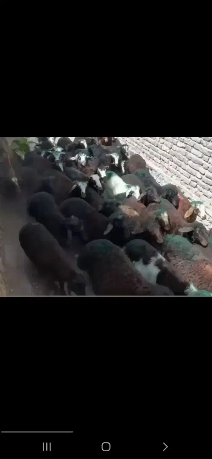 بره نر افشار باب مالدارهای اصیل و درجه ۱|حیوانات مزرعه|مشهد, طرق|دیوار