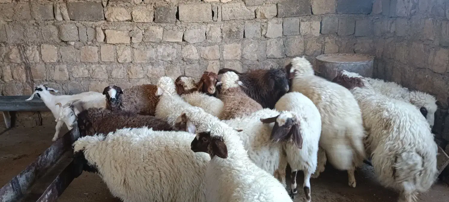 15بره صادراتی|حیوانات مزرعه|سیوان, |دیوار