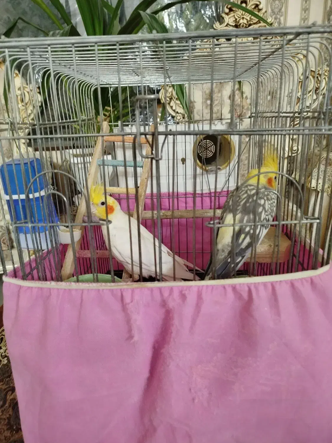 طوطی عروس جفت مولد|پرنده|محمدیه-قزوین, |دیوار