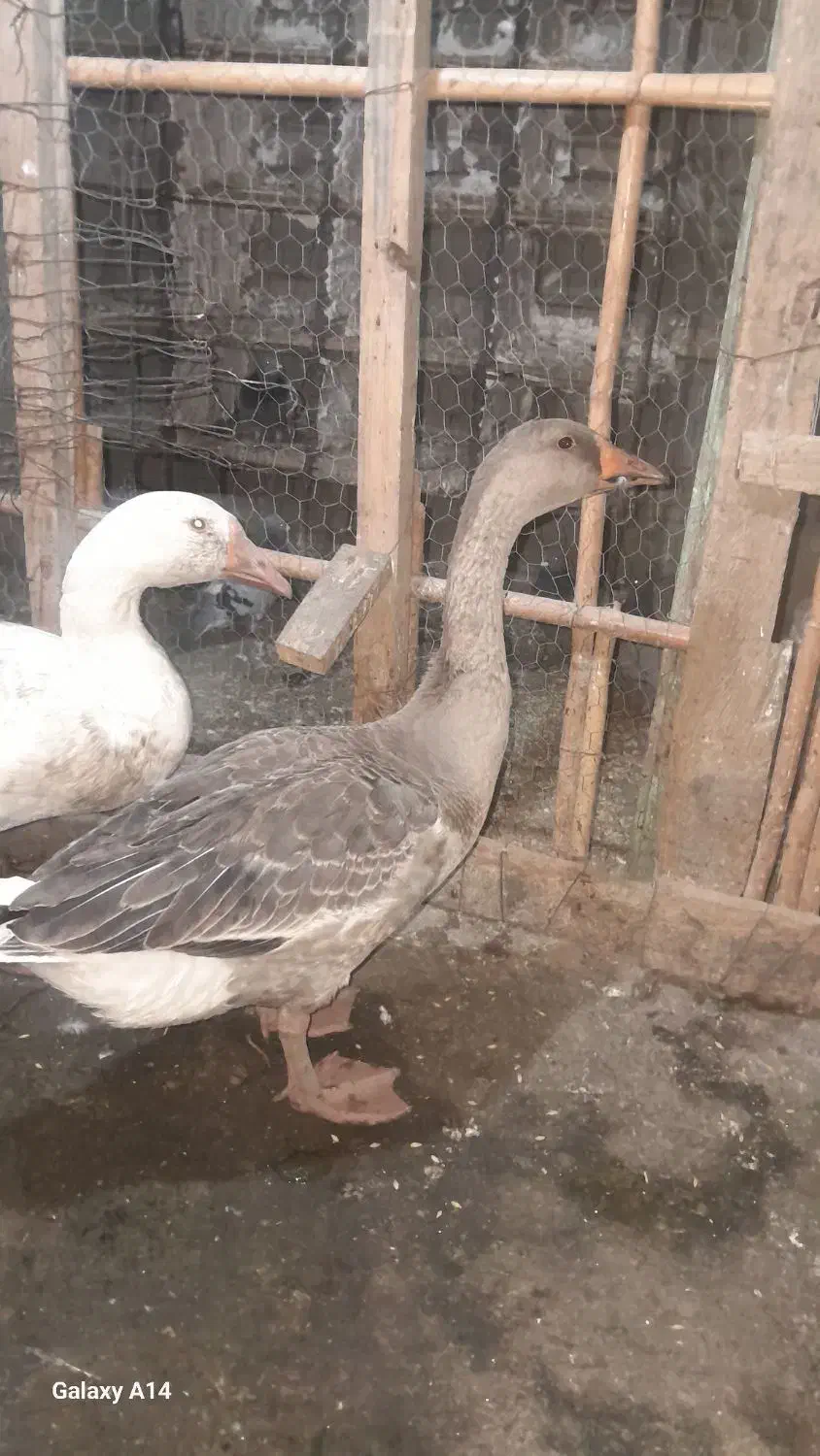 قوقاز ی جفت|حیوانات مزرعه|آزادشهر, |دیوار