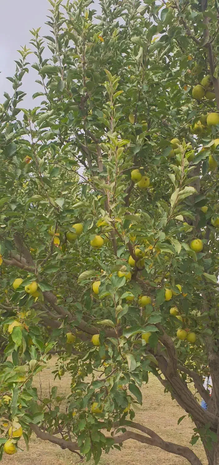 فروش باغ سیب ۲۰ ساله در روستای هفت اباد|فروش خانه و ویلا|سیلوانه, |دیوار