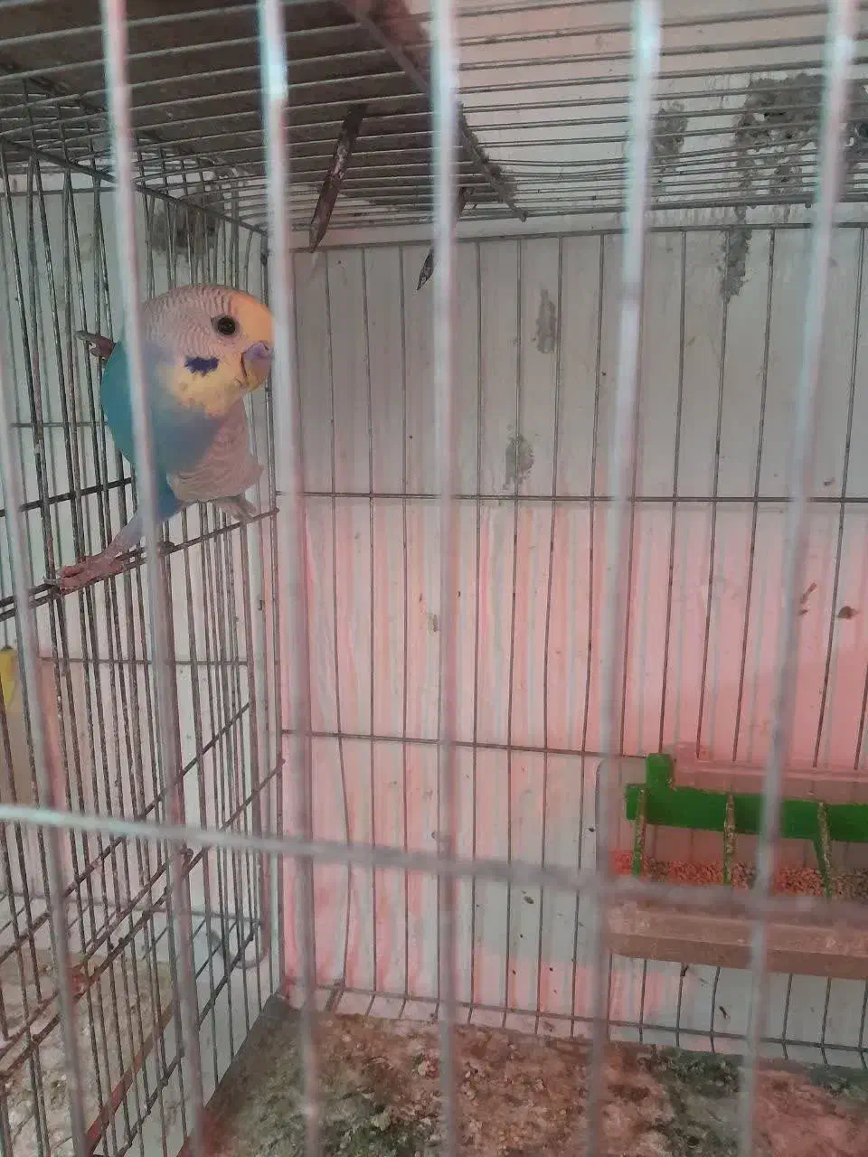 مرغ عشق با جوجه|پرنده|قائم‌شهر, |دیوار