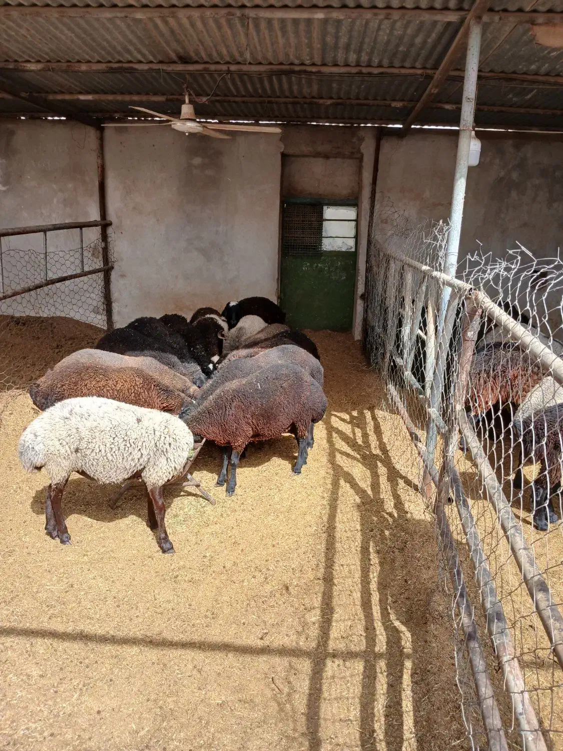 بره نر و ماده|حیوانات مزرعه|پاکدشت, پاکدشت (مامازند)|دیوار