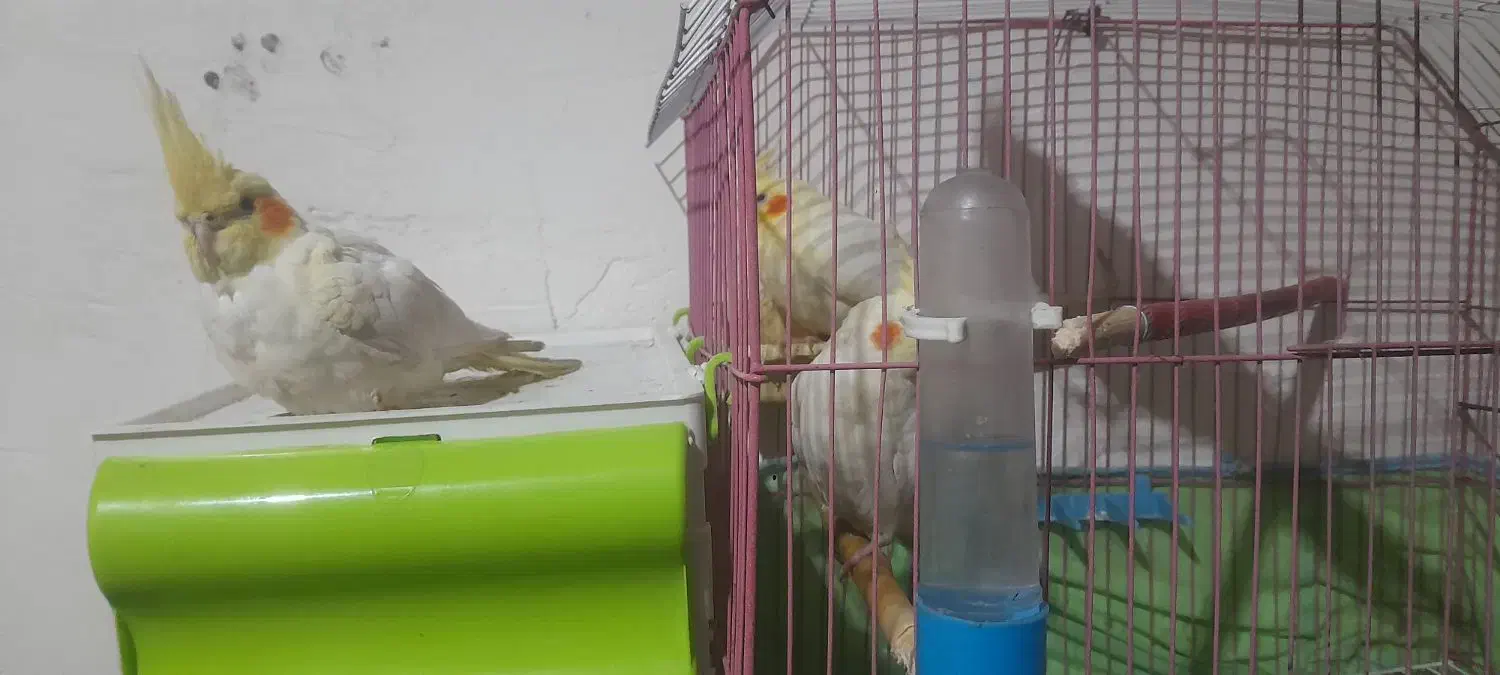 عروس ومورغ  عشق دستی|پرنده|خرمشهر, |دیوار