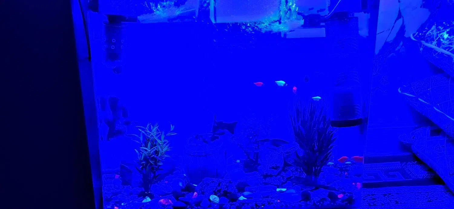 اکواریوم  با مقداری وسایل چون جا ندارم گذاشتم|ماهی|پاکدشت, پاکدشت (مامازند)|دیوار