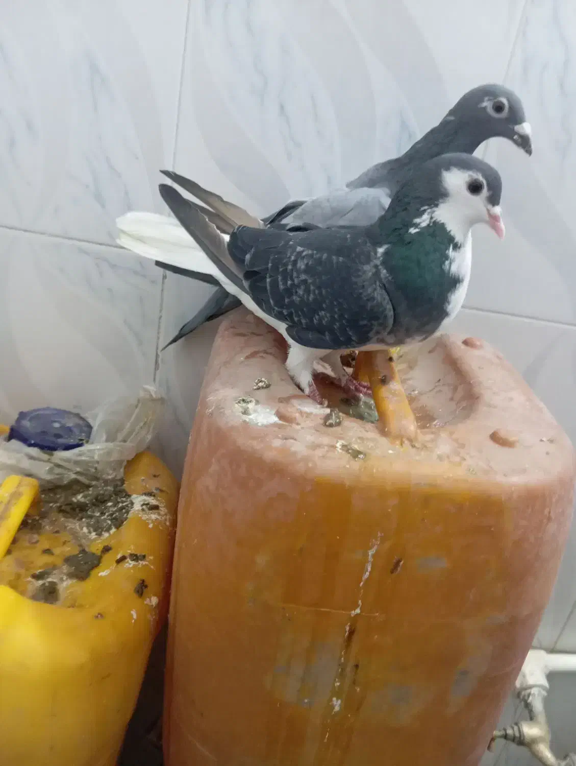 کرفتنی|پرنده|سبزوار, هویزه|دیوار