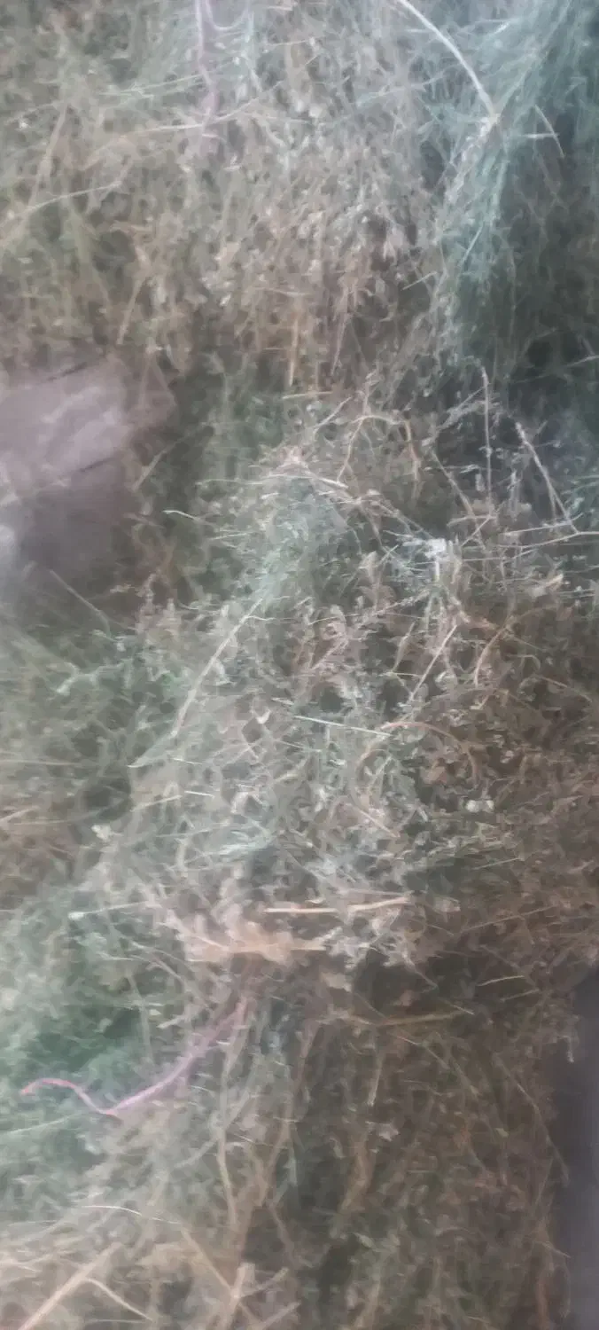 یونجه|لوازم جانبی حیوانات|آبکوه, |دیوار