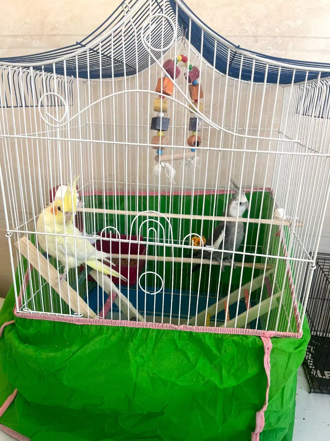 ی جفت عروس هلندی میخونن|پرنده|شوشتر, |دیوار