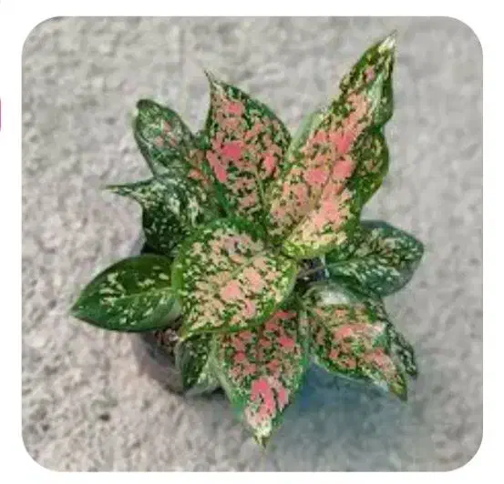 سم پاشی|خدمات باغبانی و درختکاری|قوچان, |دیوار