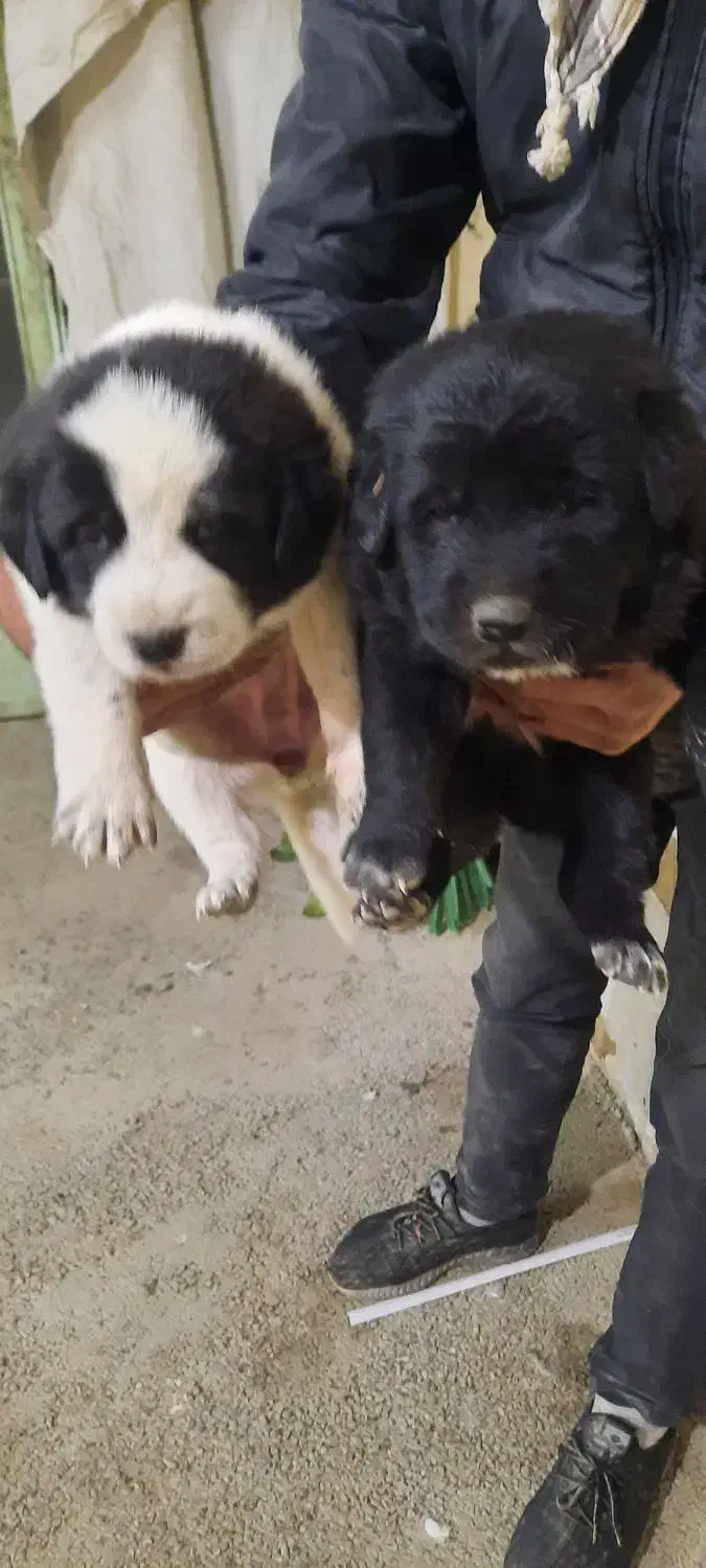 واگذاری توله سگ قدرجونی|سگ|خمینیشهر, |دیوار