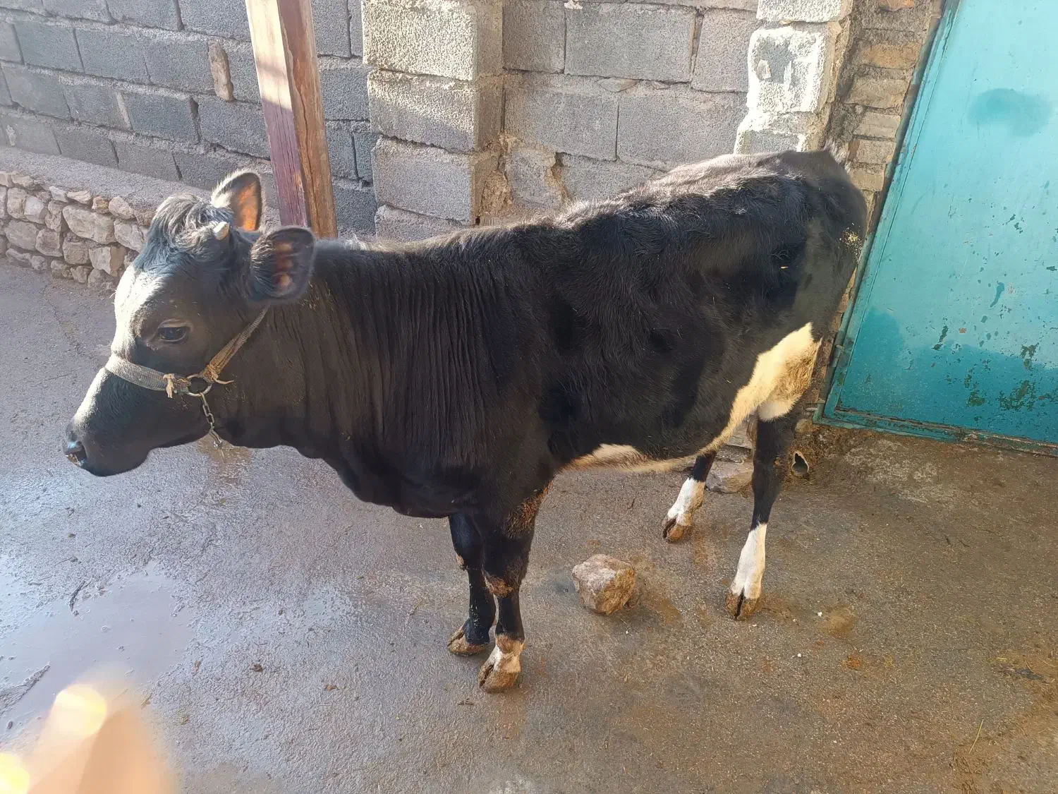 گوساله ماده|حیوانات مزرعه|جوانرود, |دیوار