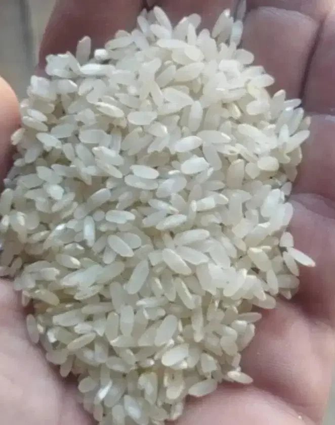 برنج کامفیروزی به شرط پخت|خوردنی و آشامیدنی|کامفیروز, |دیوار