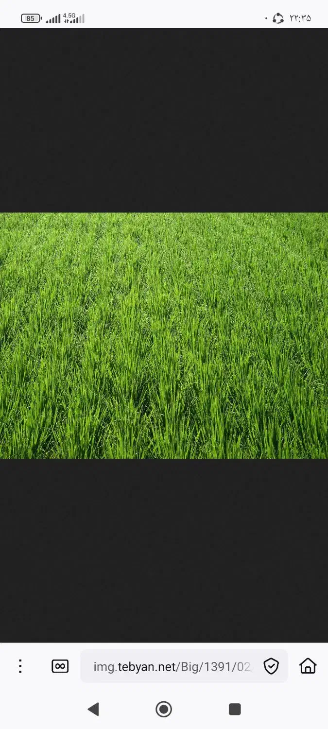 شالیزار رضوانشهر شادکوه آماده بهره برداری|فروش زمین و ملک کلنگی|رضوانشهر, |دیوار