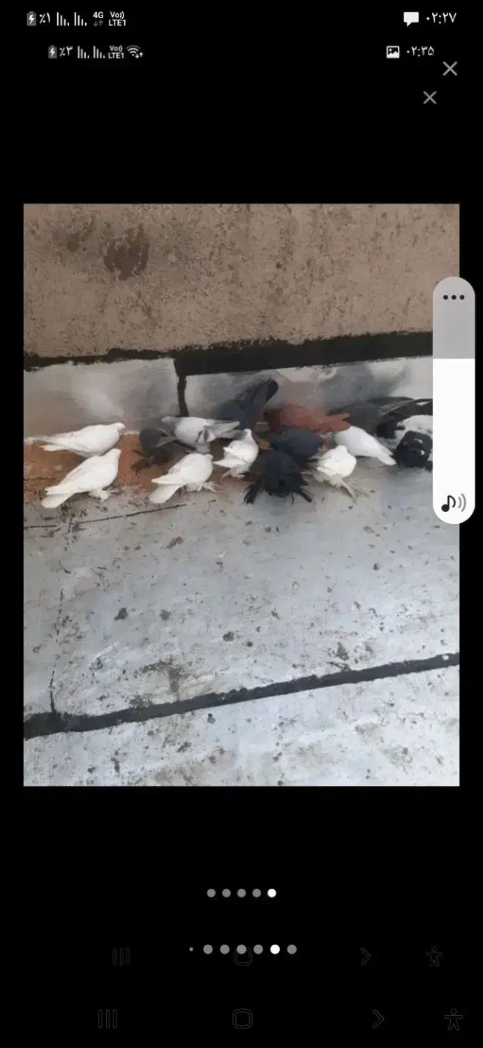 کبوتر|پرنده|تبریز, |دیوار