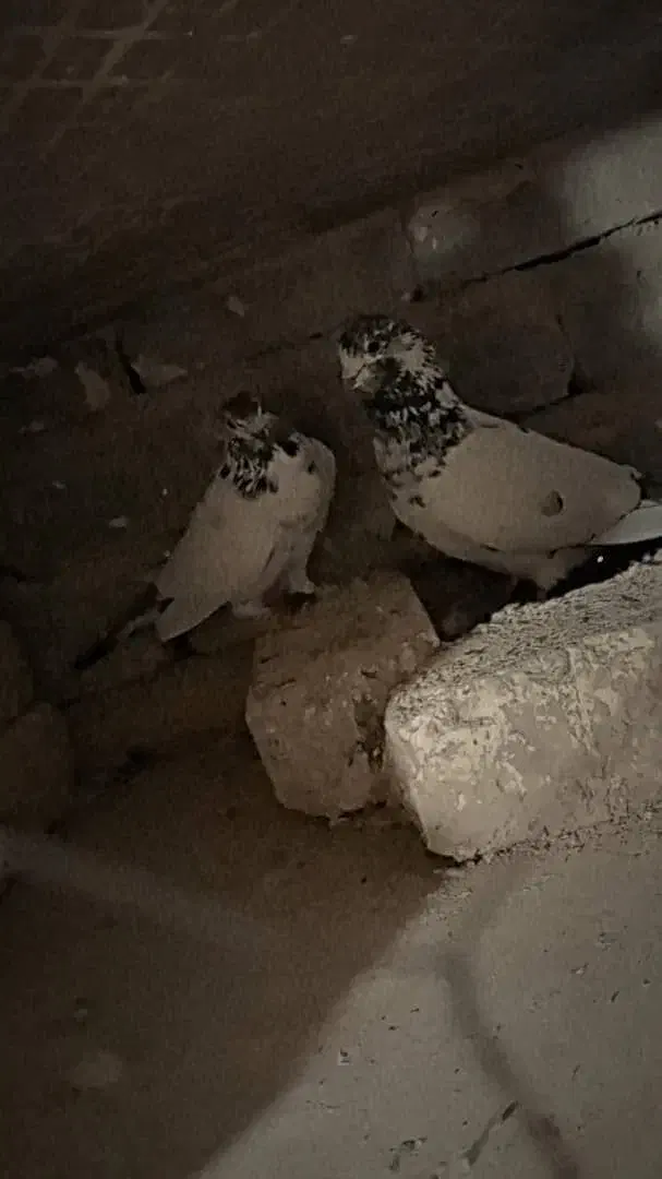 همه نوع پرنده هرچی که بخواهی موجود است|پرنده|هرند, |دیوار