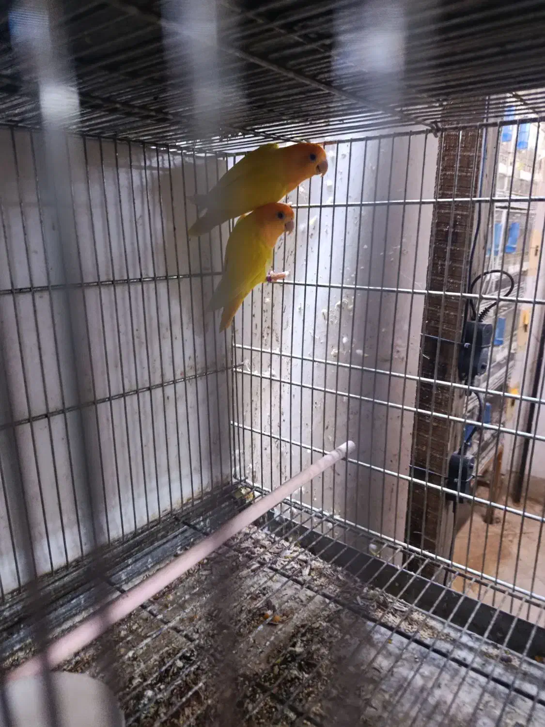 طوطی برزیلی اوپال سر نارنجی|پرنده|تهران, سلسبیل جنوبی|دیوار