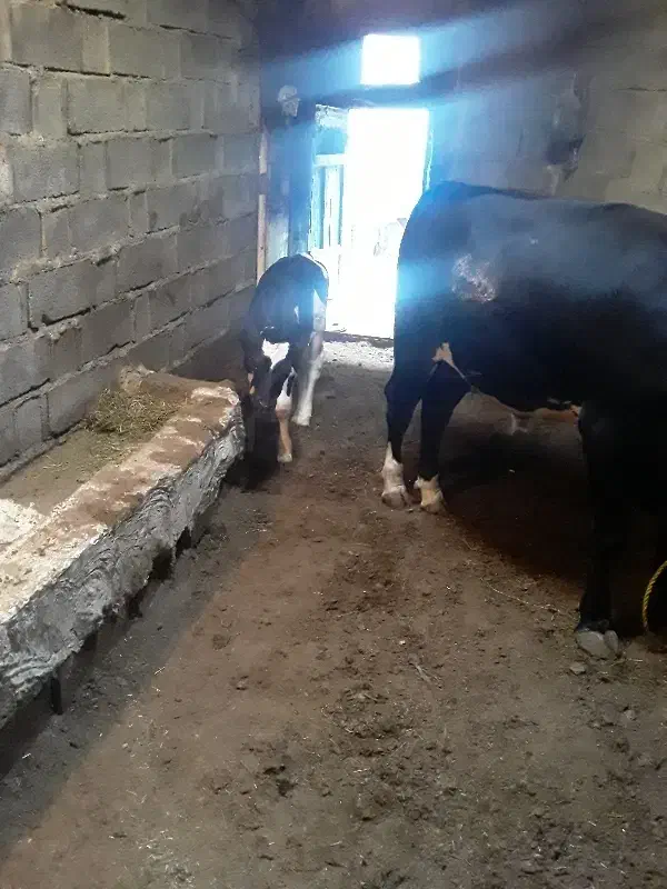 گوساله نر|حیوانات مزرعه|اهر, |دیوار