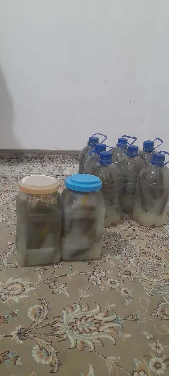 خیارشور محلی ولایتی|خوردنی و آشامیدنی|تربتحیدریه, منصوریه|دیوار