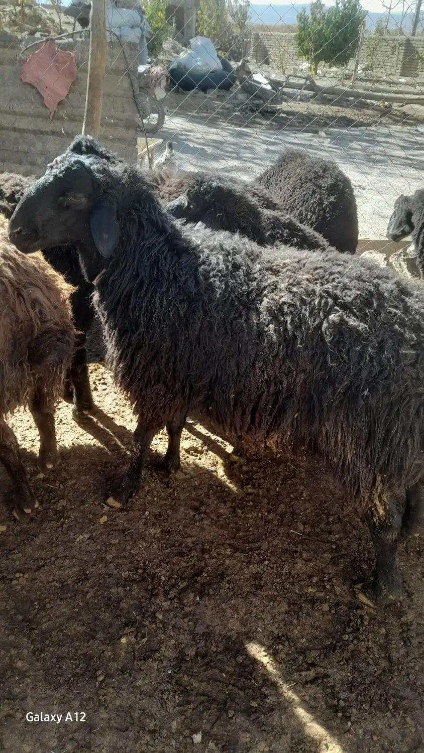 بره قوچ ۱ ساله و۳سال|حیوانات مزرعه|نوبران, |دیوار