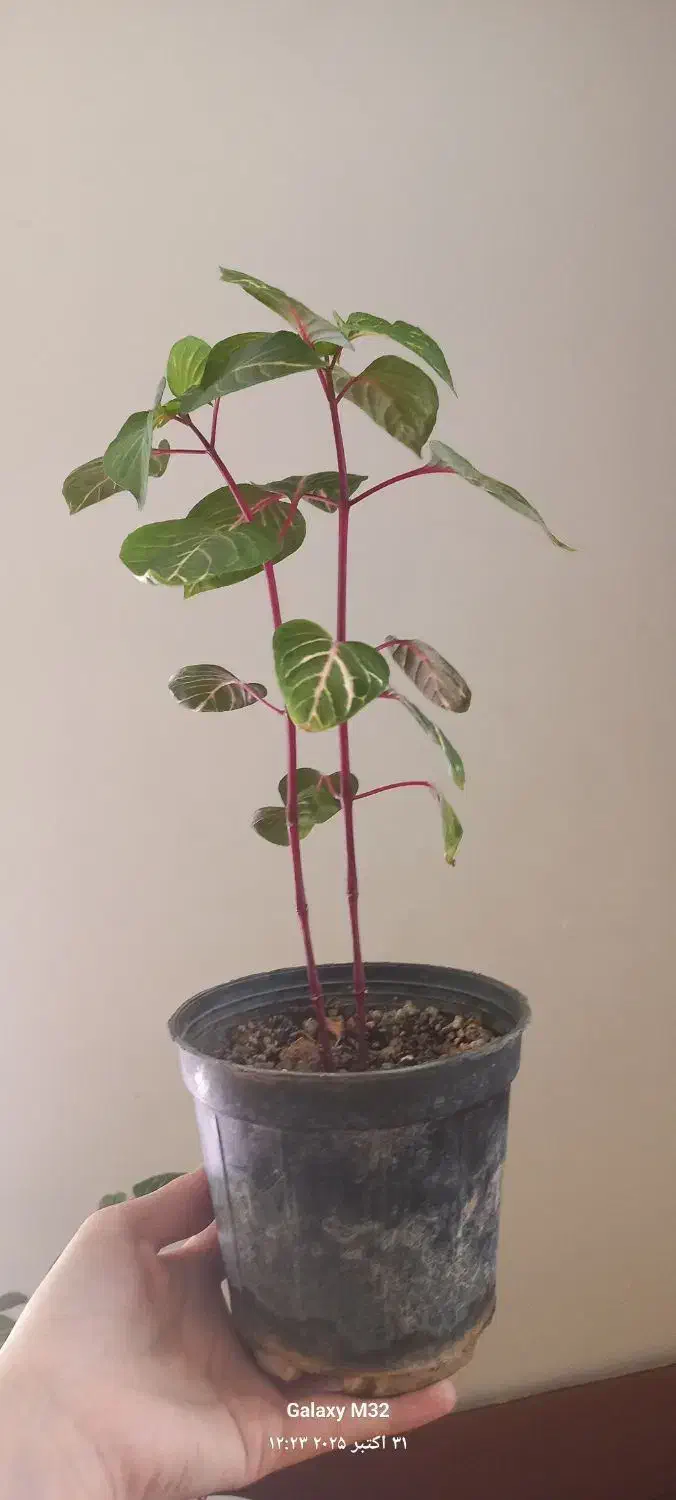 گل طبیعی|گل و گیاه طبیعی|زنجان, |دیوار