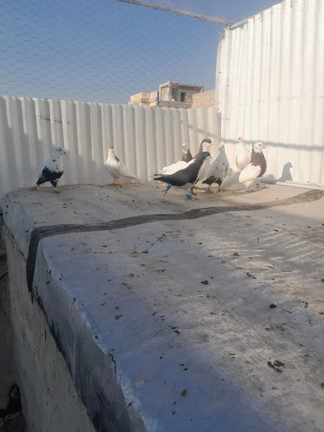 تعداد کبوتر رنگی|پرنده|اقبالیه, |دیوار