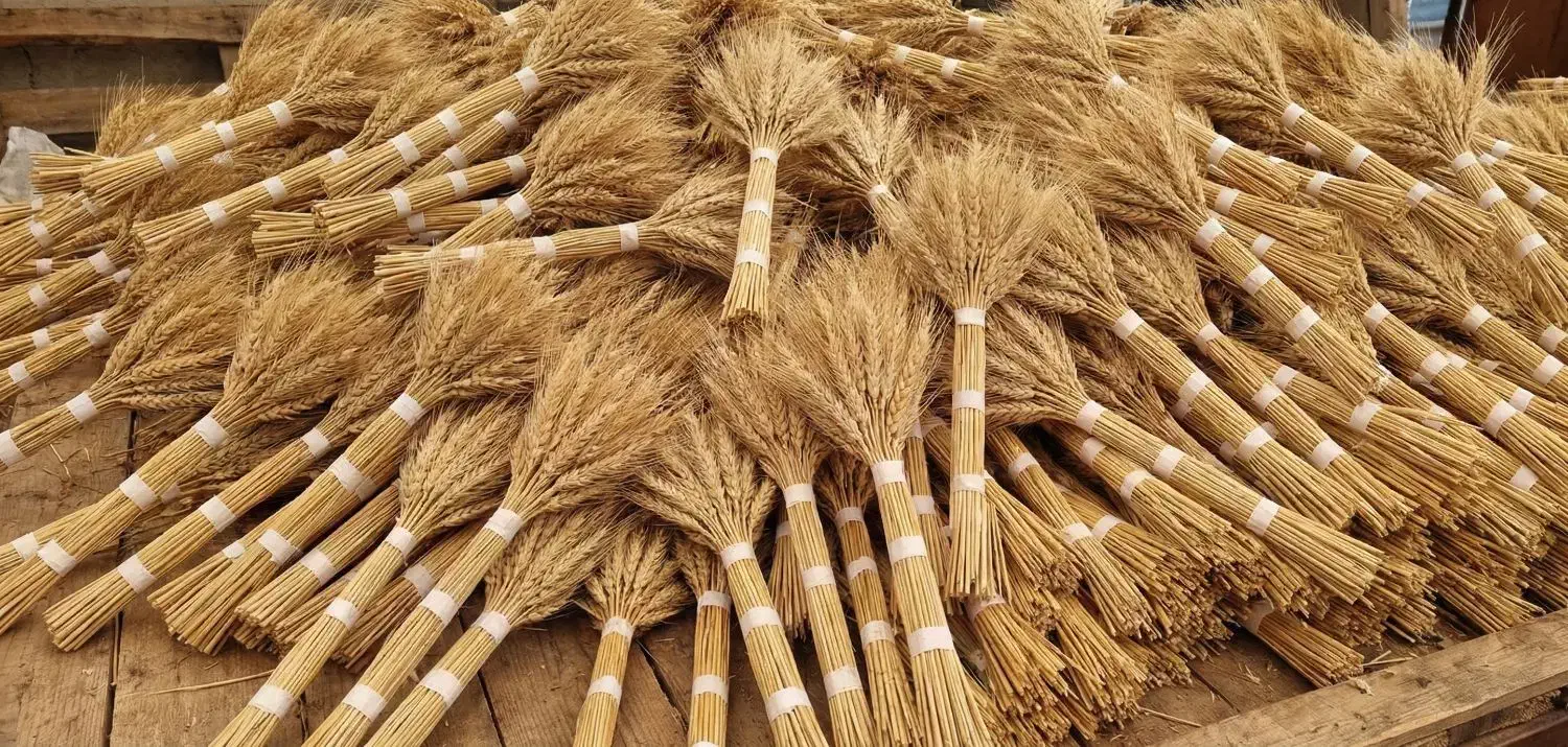 خوشه گندم درشت و تمیز|گل و گیاه طبیعی|تهران, ترمینال غرب|دیوار