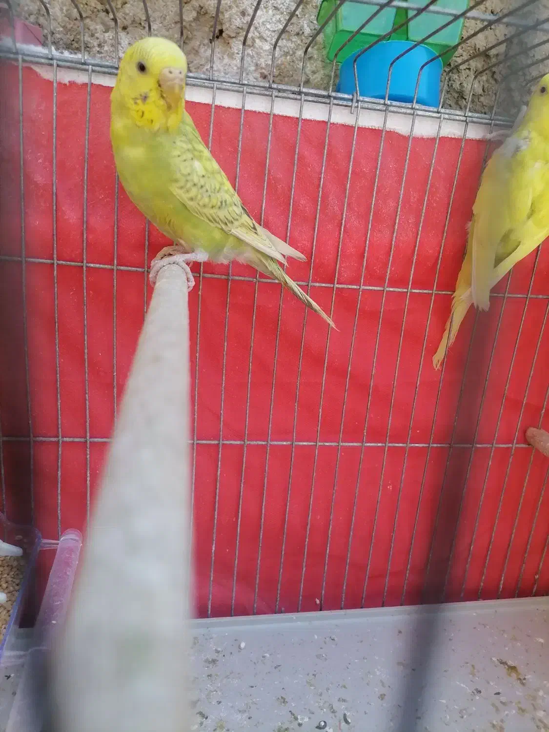 مرغ عشق|پرنده|شیراز, کوشک میدان|دیوار