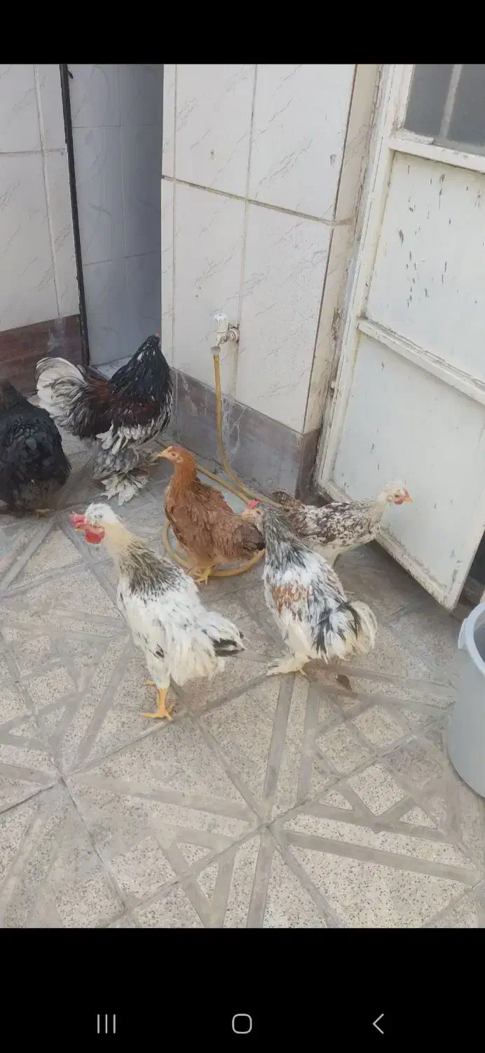 مرغ و خروس برهما|حیوانات مزرعه|مشهد, کوشک مهدی|دیوار