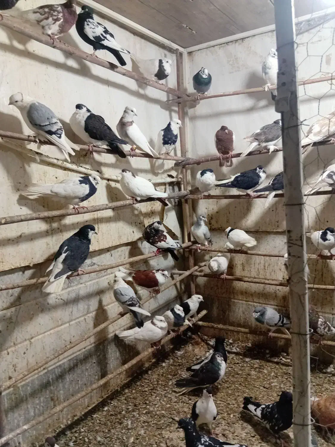 کبوتر|پرنده|قم, کلهری|دیوار