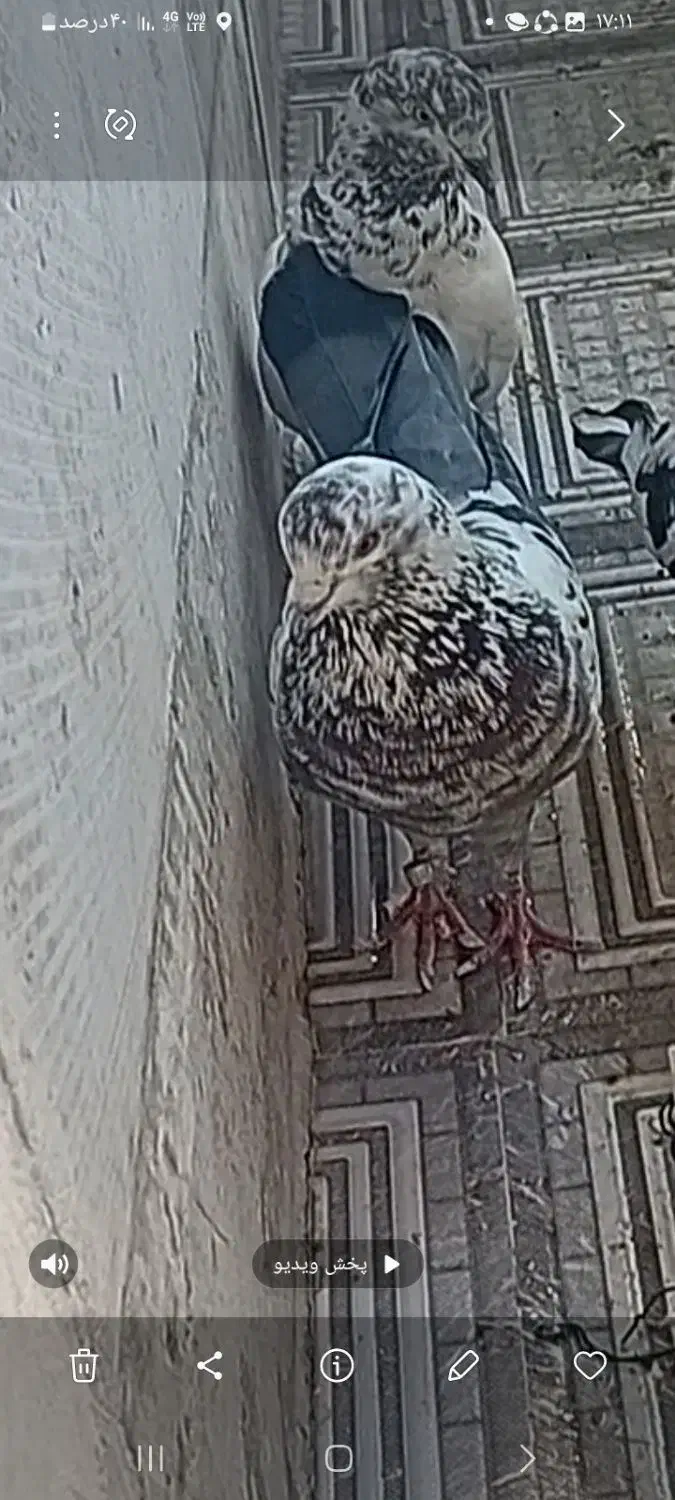 کفتر گمشده|پرنده|قرچک, پارس سرام|دیوار