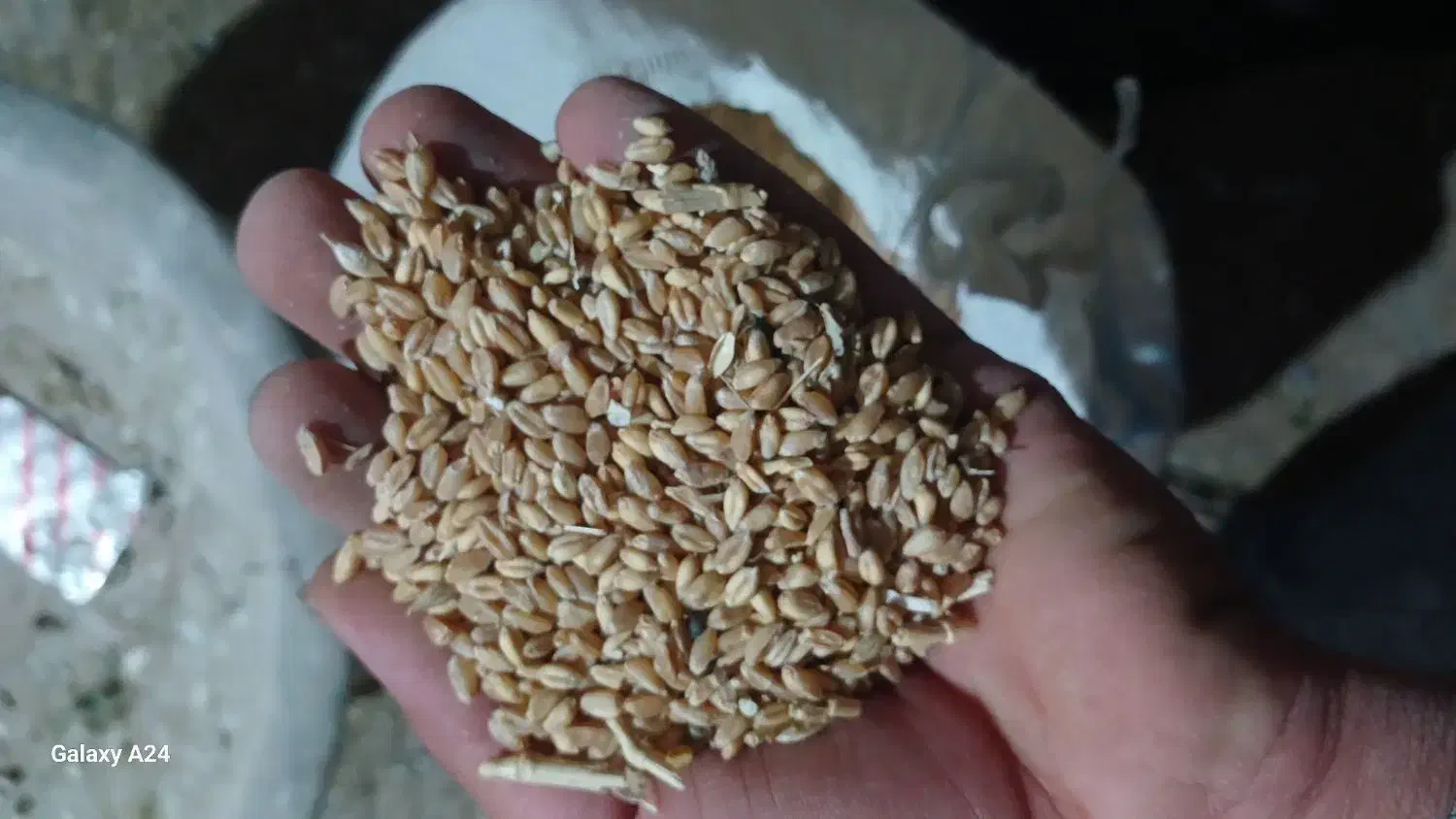 گندم|گل و گیاه طبیعی|بروجن, |دیوار