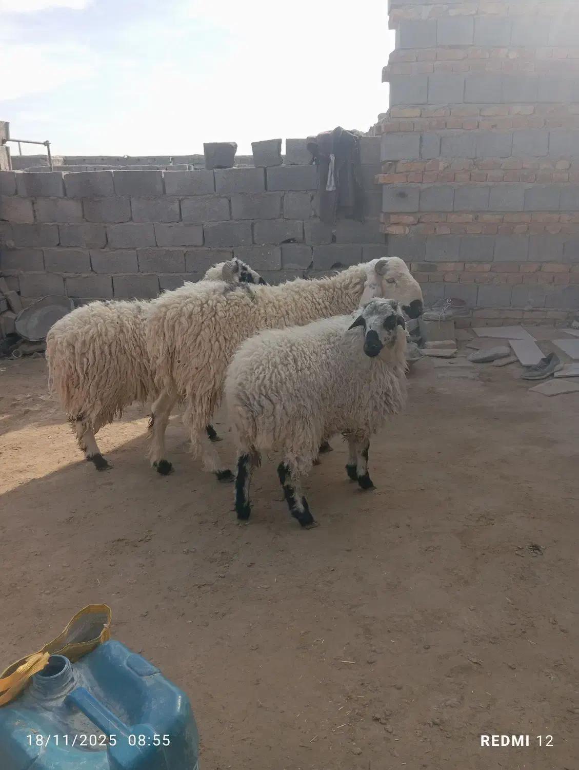 بره نر و ماده|حیوانات مزرعه|زاهدان, |دیوار