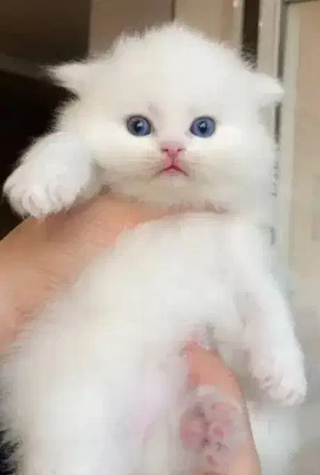 پرشین سفید صورت شامپاینی ۲ماه نیمه|گربه|تهران, گیشا|دیوار