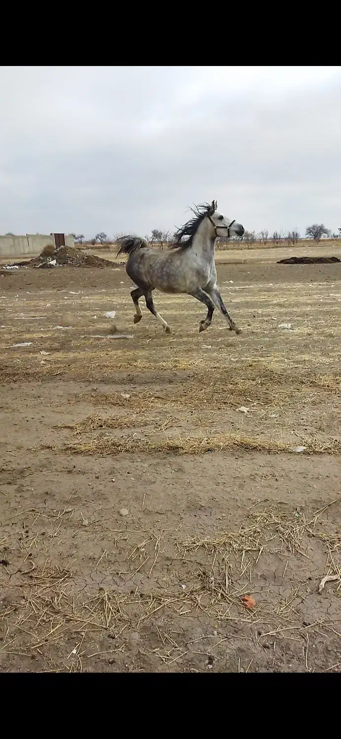 مادیان کرد|اسب و تجهیزات اسبسواری|رزن, |دیوار